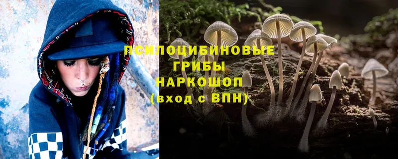 Галлюциногенные грибы MAGIC MUSHROOMS  нарко площадка телеграм  Северская  сколько стоит 